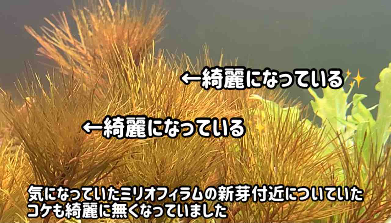 動画有 ヤマトヌマエビを水槽に入れました ついでに選び方のポイントと脱走防止の解説 水草ファームグリーンカーペットのブログ 動画有 ヤマトヌマエビを水槽に入れました ついでに選び方のポイントと脱走防止の解説 水草ファームグリーンカーペットのブログ