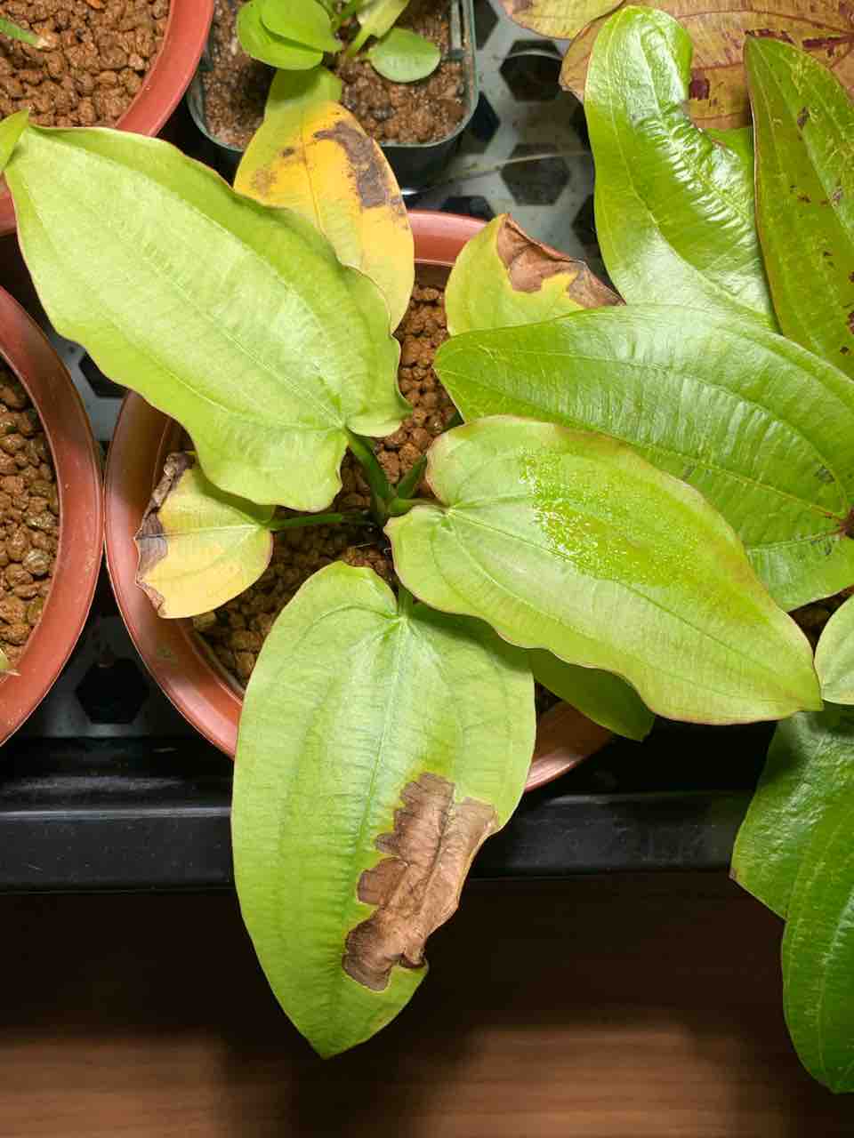 水草図鑑ギャラリー Tanakay便 エキノドルス sp イキトス (ホリゾン