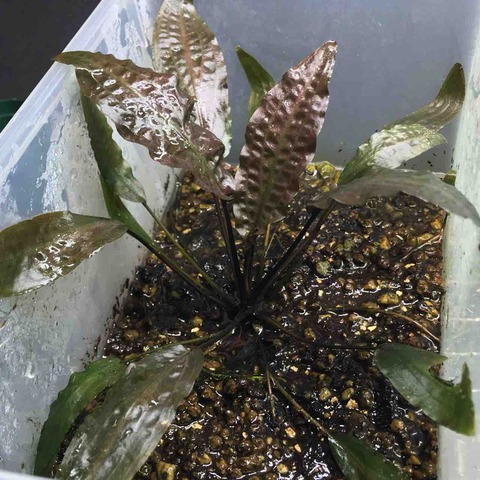 33F6C706-F3C1-4E91-BB4A-9F3C5C1CEC82