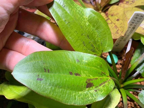 水草 Echinodorus sp. Teles Pires Echinodorus sp. Teles Pires