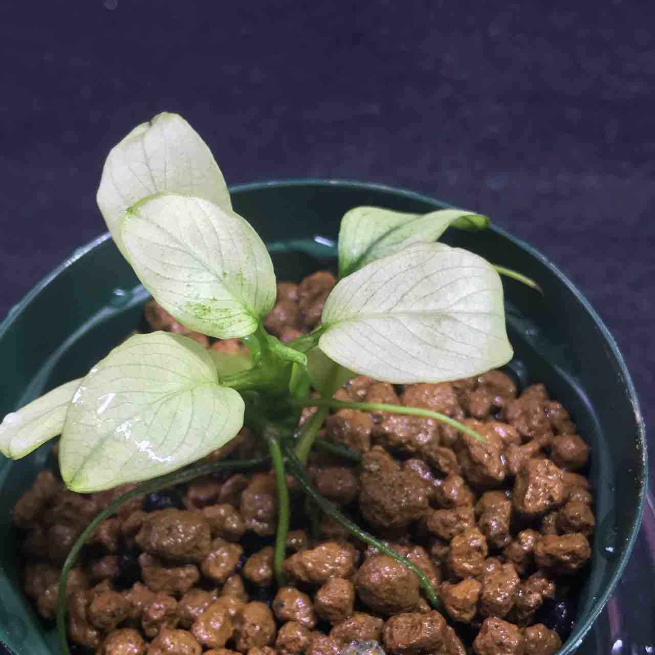 水草図鑑 ギャラリー アヌビアス ナナ ミルキー 水草ファームグリーンカーペットのブログ