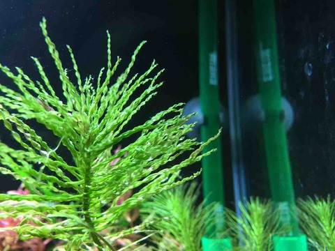 水草図鑑ギャラリー ルドウィジアsp.トルネード Ludwigia inclinata