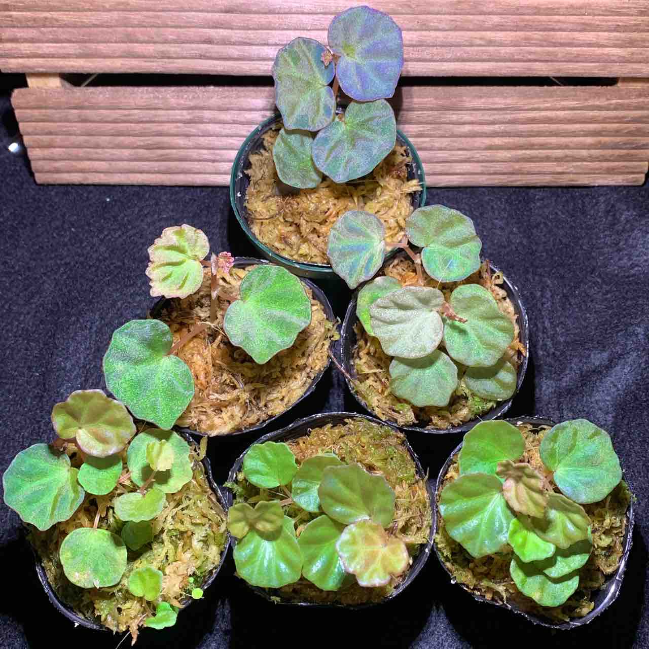 観葉植物ギャラリー 『ベゴニア sp. サラワク Begonia sp 観葉植物ギャラリー 『ベゴニア sp. サラワク Begonia sp
