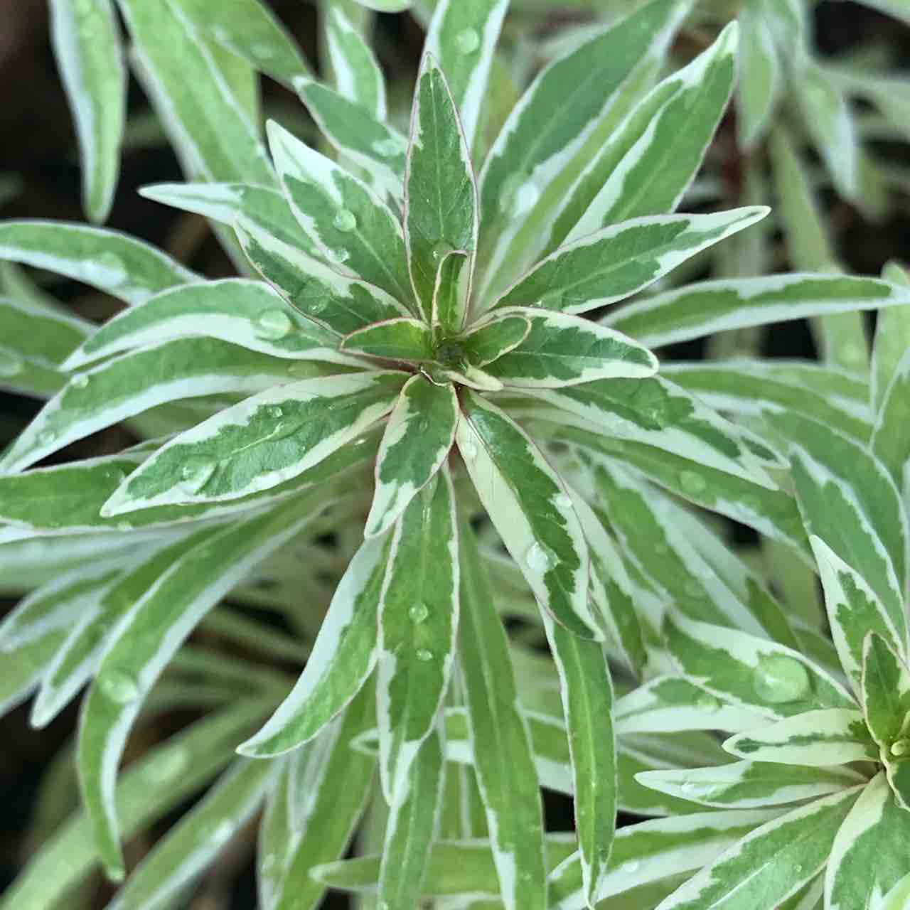 水草図鑑ギャラリー ルドウィジア Sp キューバ 斑入り Ludwigia Inclinata Var Verticillata Variegata 水草ファームグリーンカーペットのブログ 水草図鑑ギャラリー ルドウィジア Sp キューバ 斑入り Ludwigia Inclinata Var Verticillata Variegata 水草ファームグリーンカーペットのブログ