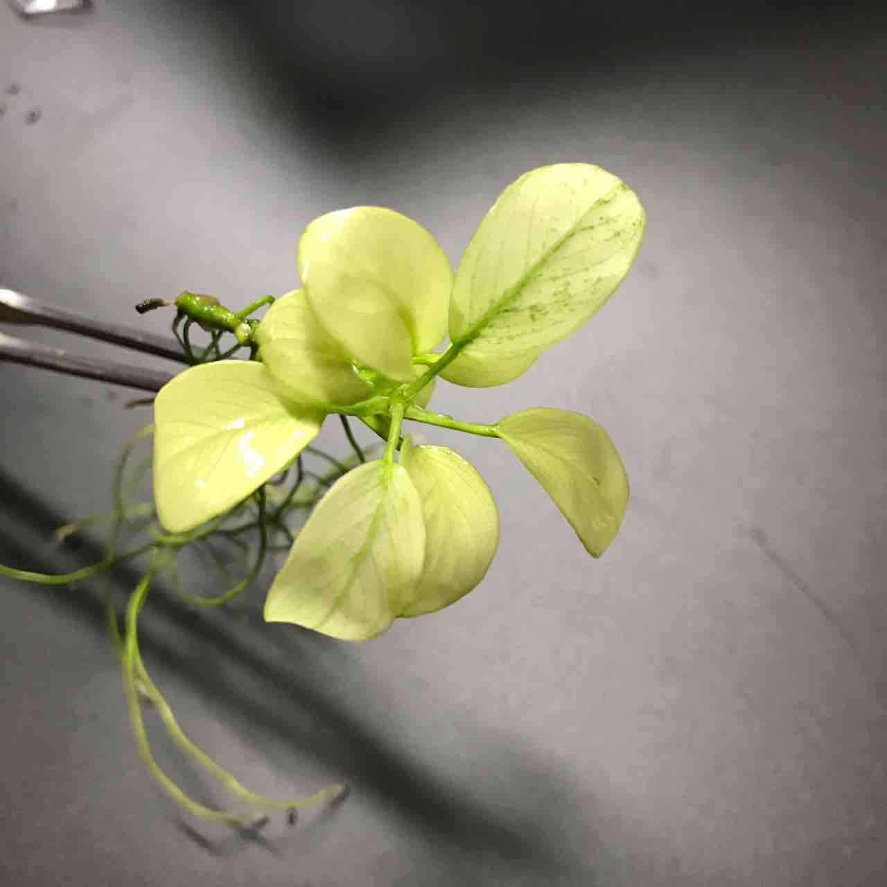 水草図鑑 ギャラリー アヌビアス ナナ ミルキー 水草ファームグリーンカーペットのブログ