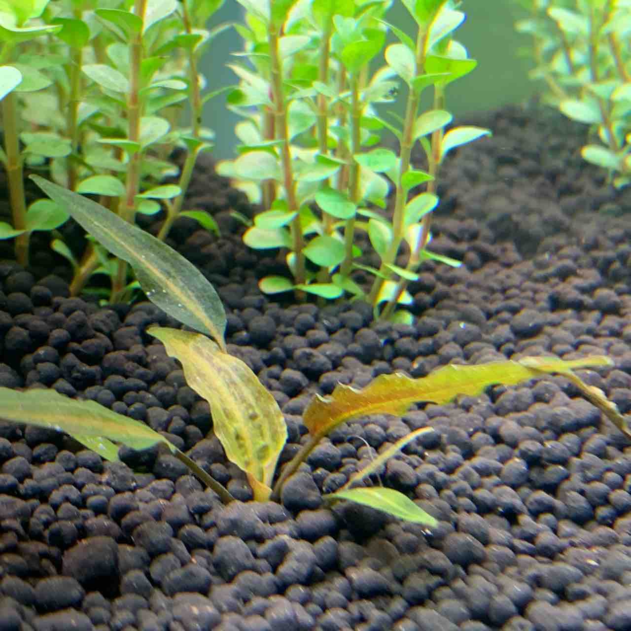 水草図鑑ギャラリー クリプトコリネ アフィニス 〜 Cryptocoryne 水草図鑑ギャラリー クリプトコリネ アフィニス 〜 Cryptocoryne