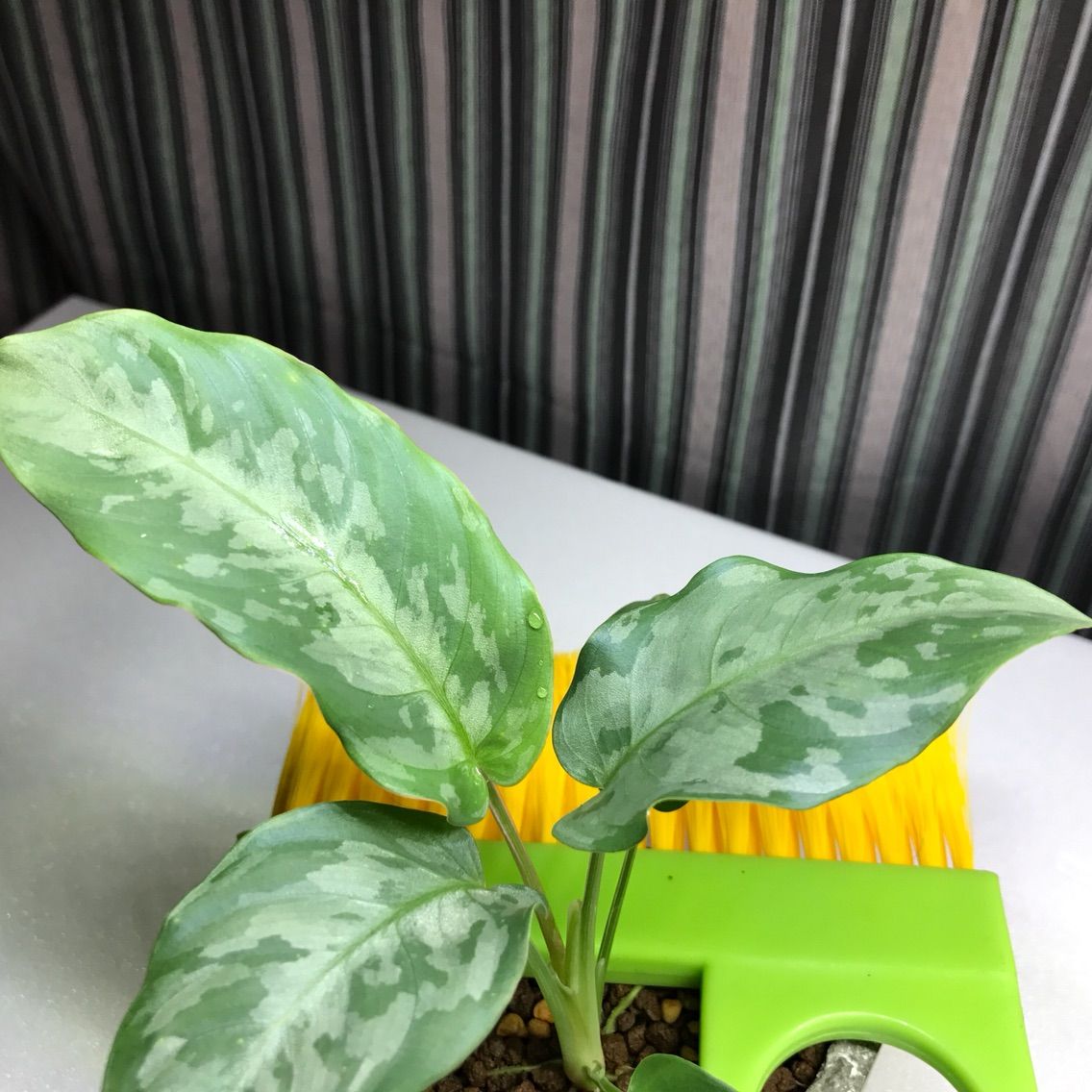 観葉植物ギャラリー 『スキスマトグロッティスsp.北サラワク産 観葉植物ギャラリー 『スキスマトグロッティスsp.北サラワク産