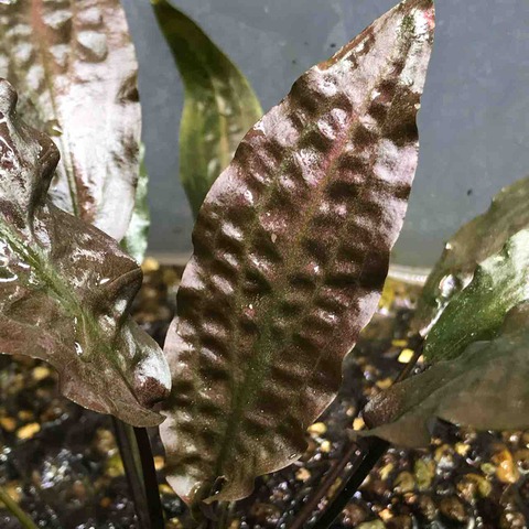 27E06E6D-A835-4357-94E3-44DD5DE9E532