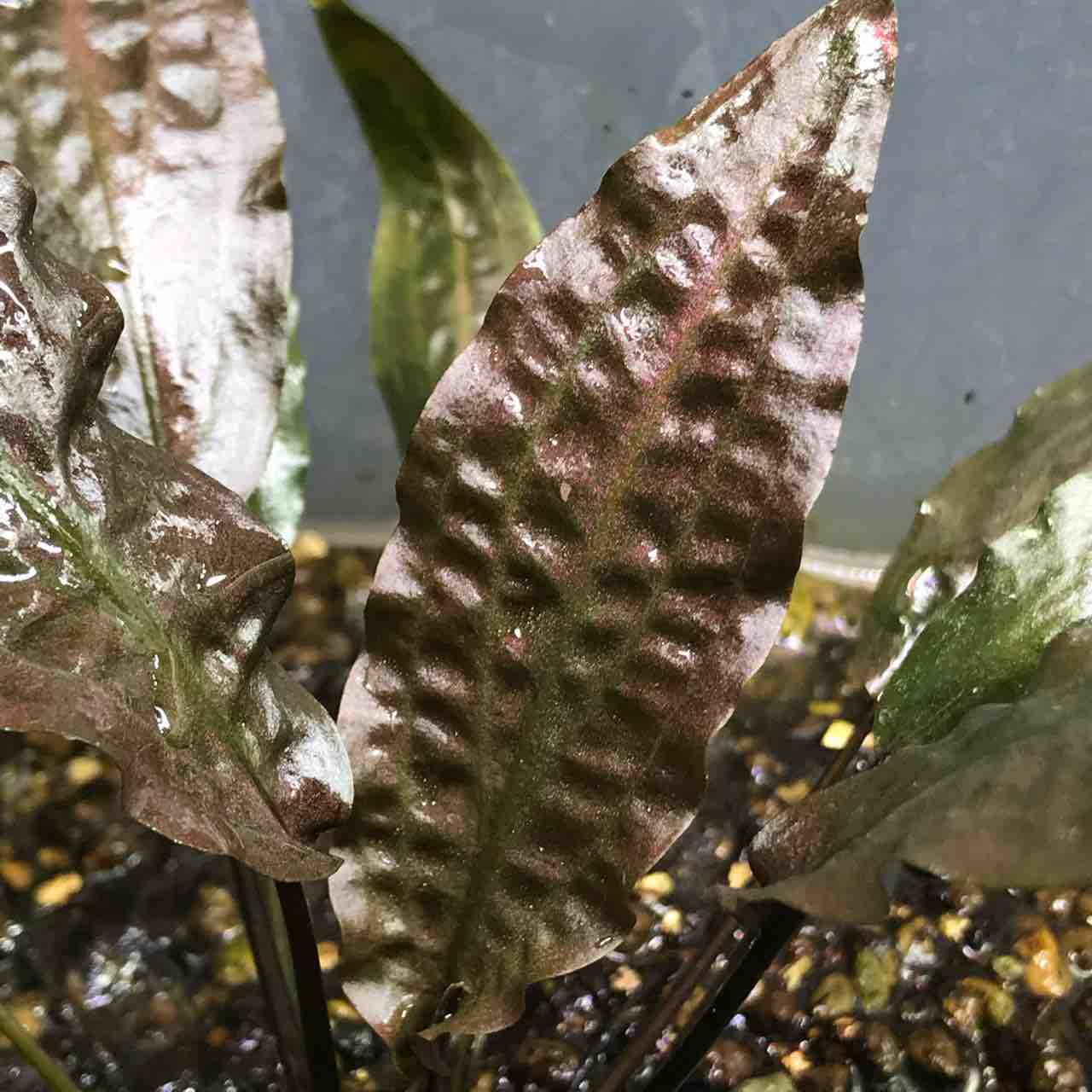AZ‼️ cryptocoryne 