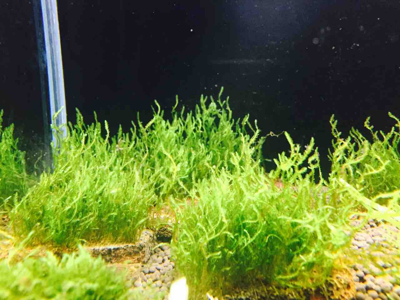 水草図鑑 ギャラリー フレイムモス Taxiphyllum Sp キャラハゴケの仲間 水草ファームグリーンカーペットのブログ 水草図鑑 ギャラリー フレイムモス Taxiphyllum Sp キャラハゴケの仲間 水草ファームグリーンカーペットのブログ