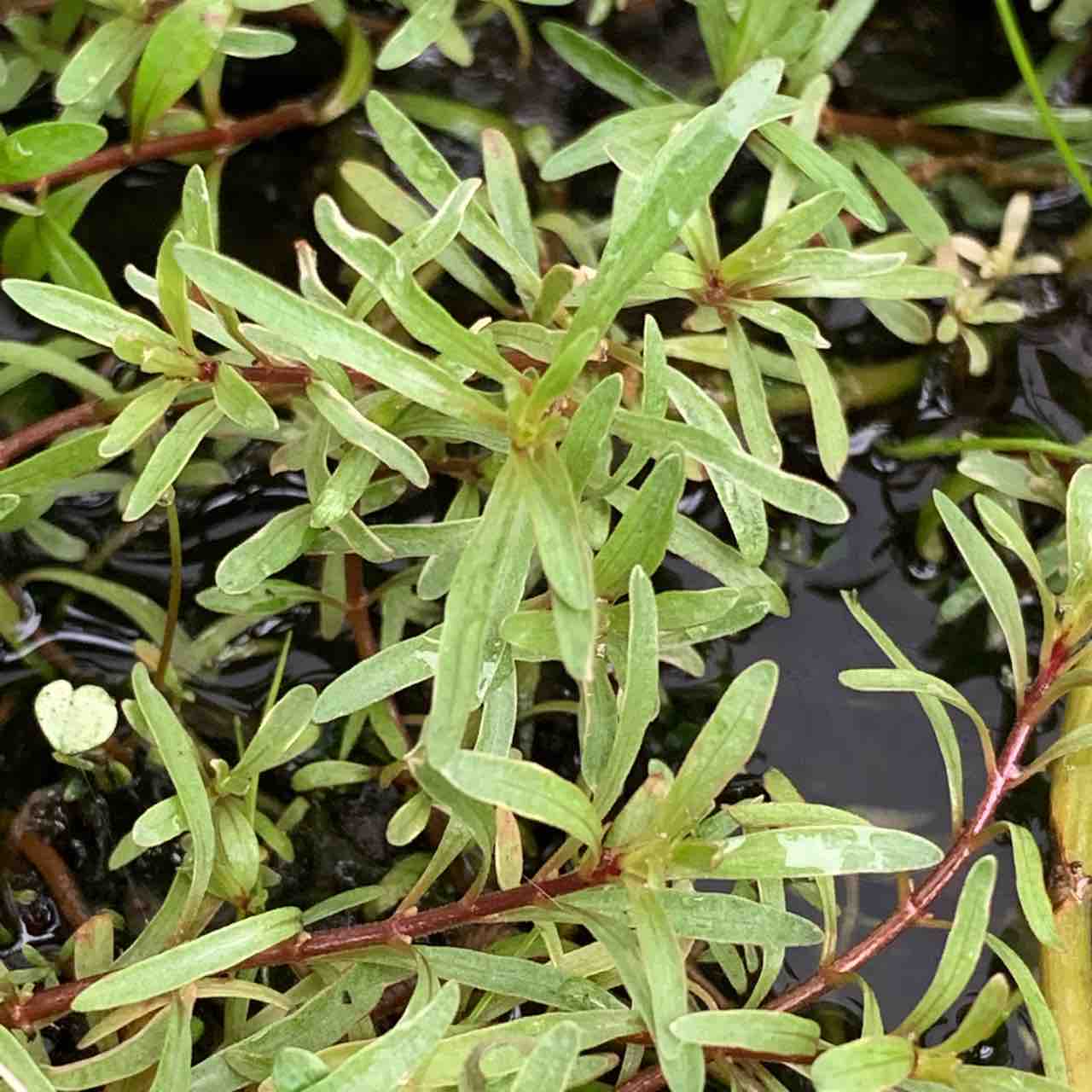 水草図鑑ギャラリー ルドウィジア Sp キューバ 斑入り Ludwigia Inclinata Var Verticillata Variegata 水草ファームグリーンカーペットのブログ