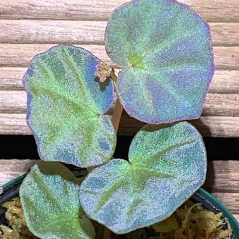 観葉植物ギャラリー ベゴニア Sp サラワク Begonia Sp Sarawak 青いベゴニア 水草ファームグリーンカーペットのブログ