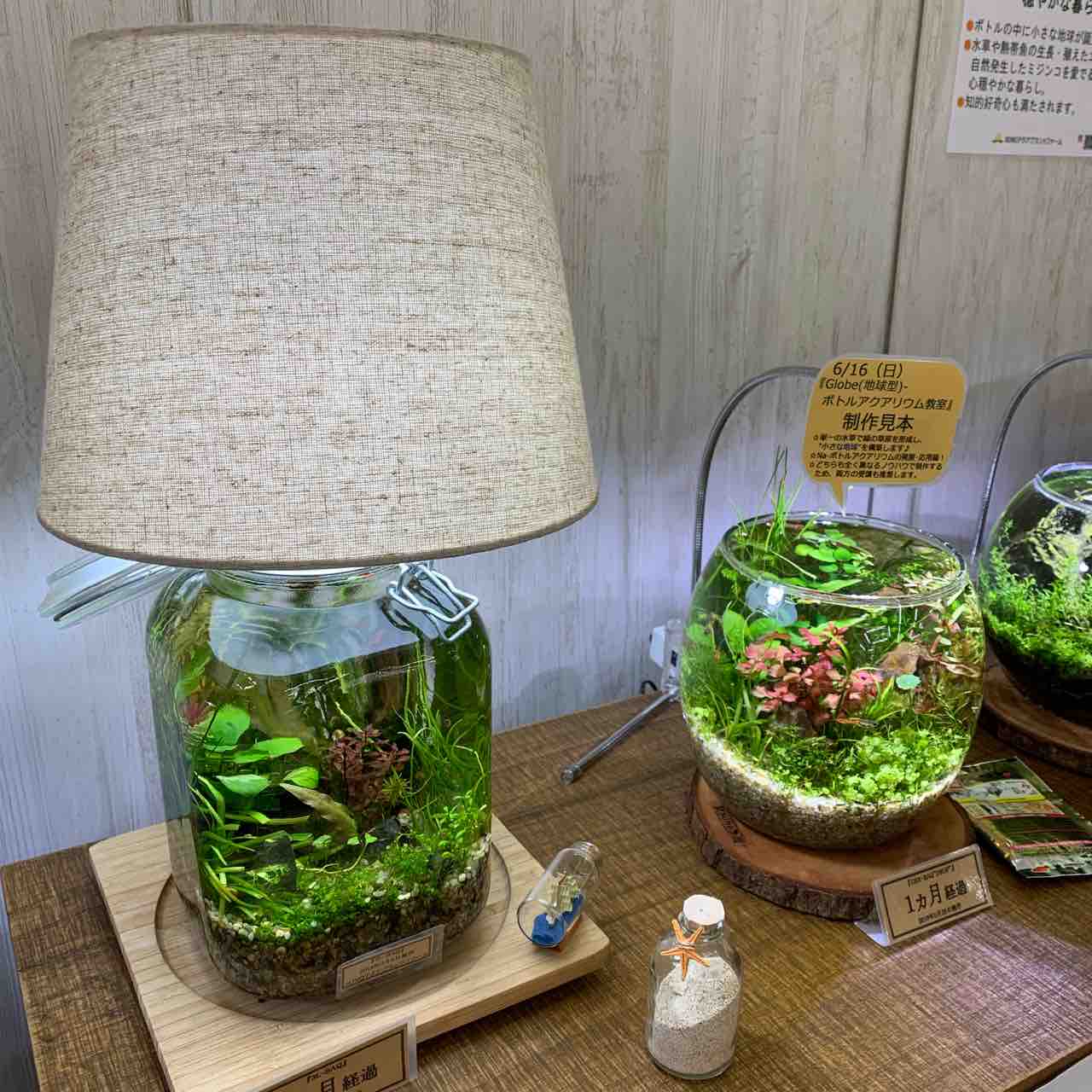 ペットgogoフェスタに行ってきました 水草ファームグリーンカーペットのブログ
