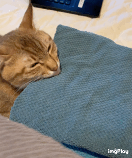猫の話 ミズムリズム Powered By ライブドアブログ 猫の話 ミズムリズム Powered By ライブドアブログ