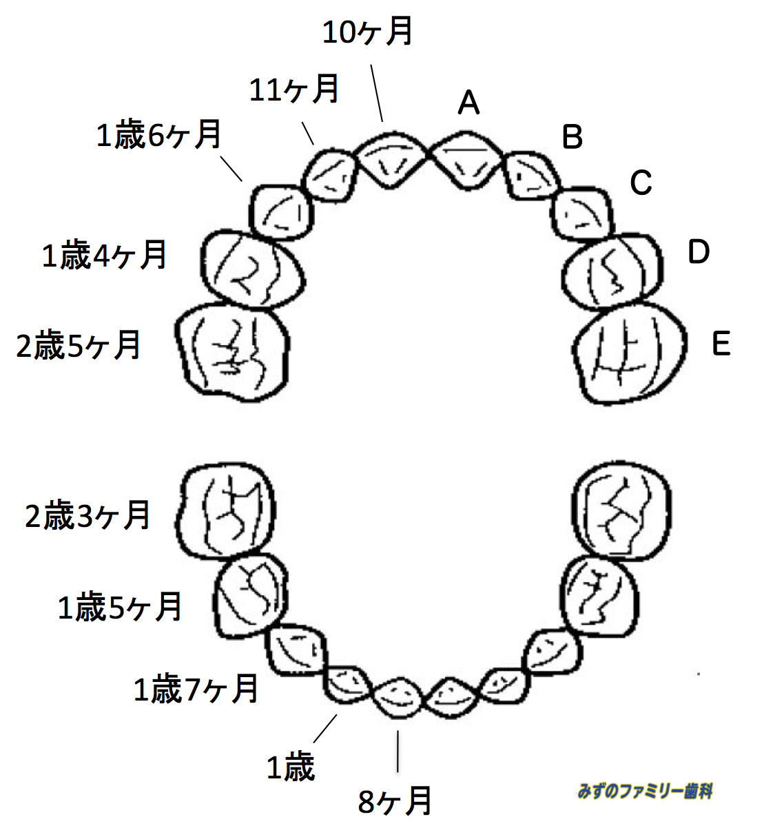 乳歯が生える時期はいつ みずのファミリー歯科
