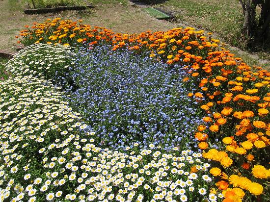 キンセンカの花がら摘み 楠の落ち葉掃除 花好きおばあさんの 園芸ボランティア日記