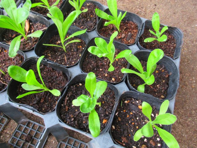 ムスカリ フリージャー キンセンカの植え付け 花好きおばあさんの 園芸ボランティア日記 ムスカリ フリージャー キンセンカの植え付け 花好きおばあさんの 園芸ボランティア日記