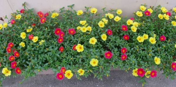 ポーチュラカの切り戻し 花好きおばあさんの 園芸ボランティア日記