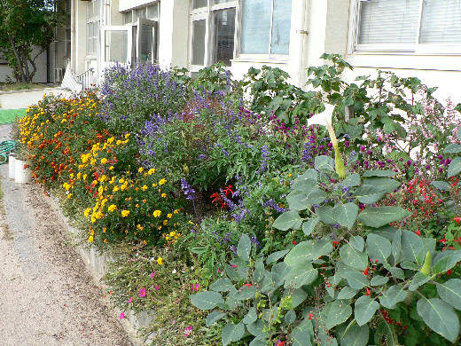 グラデーション 花好きおばあさんの 園芸ボランティア日記 グラデーション 花好きおばあさんの 園芸ボランティア日記