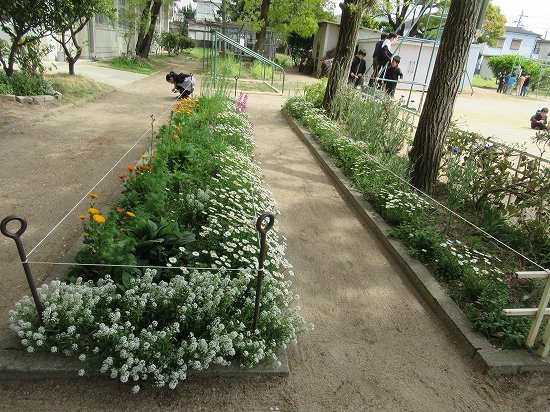 キンセンカの花がら摘み 楠の落ち葉掃除 花好きおばあさんの 園芸ボランティア日記