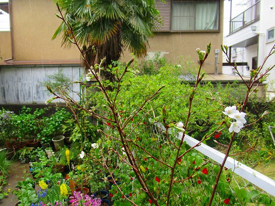 わが家の桜は白だった 花好きおばあさんの 園芸ボランティア日記 わが家の桜は白だった 花好きおばあさんの 園芸ボランティア日記