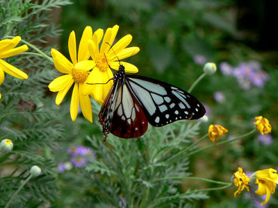 ¥¢¥µ¥®¥Þ¥À¥é