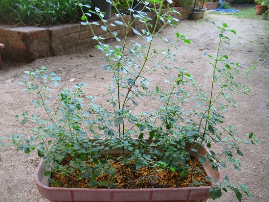 ブッシュミント 円形花壇 花好きおばあさんの 園芸ボランティア日記