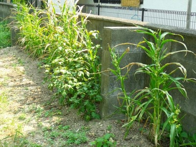 2013-08-11_16287