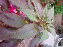 2013-08-06_16140
