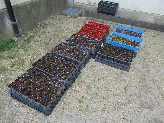 ジニアの種取り 葉ボタンのポット上げ 花好きおばあさんの 園芸ボランティア日記