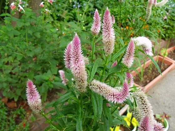 ケイトウホルン ノゲイトウ 花好きおばあさんの 園芸ボランティア日記