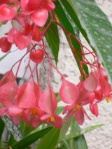 木立ベゴニア