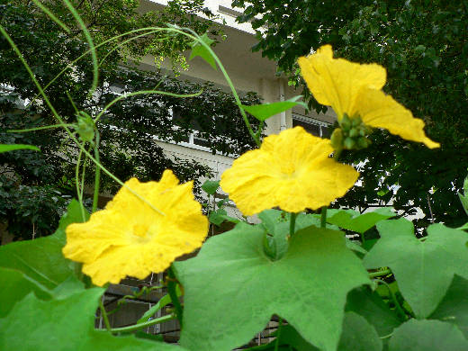 芙蓉の花 ヘチマの観察 花好きおばあさんの 園芸ボランティア日記