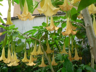 ²«¿§¤Î¥¨¥ó¥¼¥ë¥¹¥È¥é¥ó¥Ú¥Ã¥È