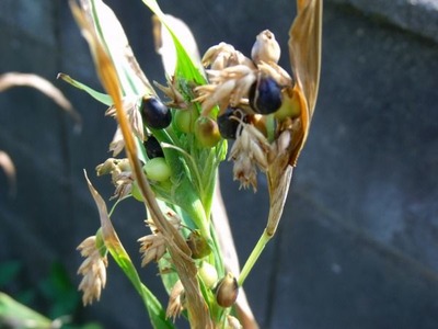 2013-08-11_16283
