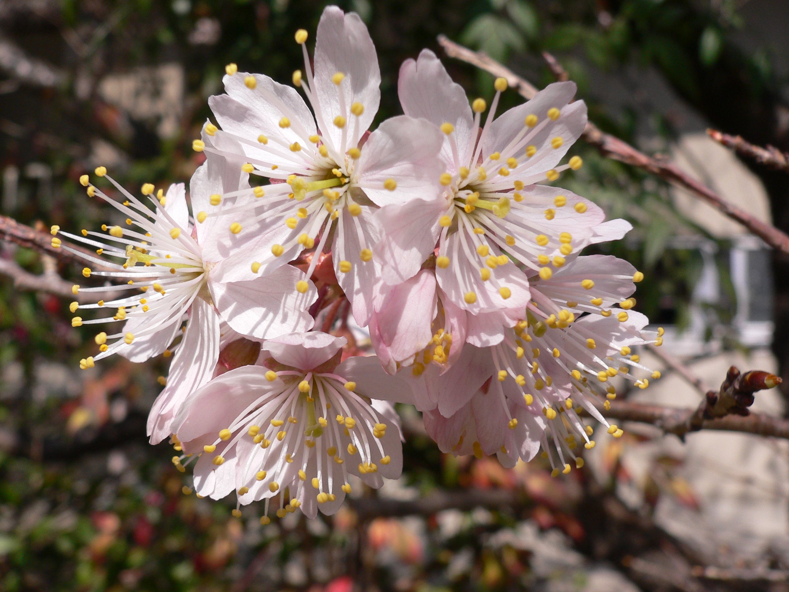 暖地桜桃 花好きおばあさんの 園芸ボランティア日記
