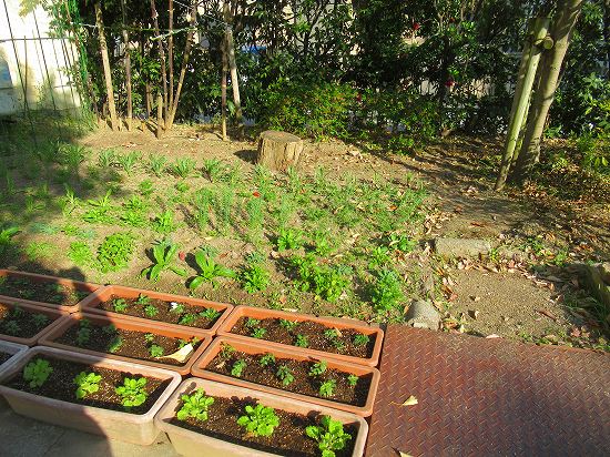 南天の実が赤く熟れて 花好きおばあさんの 園芸ボランティア日記 南天の実が赤く熟れて 花好きおばあさんの 園芸ボランティア日記