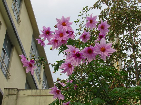 皇帝ダリア＆ カシワバアジサイの紅葉＼(^o^)／ : 花好き