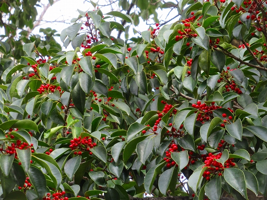 クロガネモチの紅い実を食べたのは 花好きおばあさんの 園芸ボランティア日記 クロガネモチの紅い実を食べたのは 花好きおばあさんの 園芸ボランティア日記