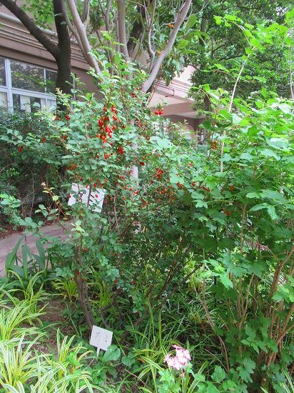 グミの実熟れた 種採り 花好きおばあさんの 園芸ボランティア日記 グミの実熟れた 種採り 花好きおばあさんの 園芸ボランティア日記