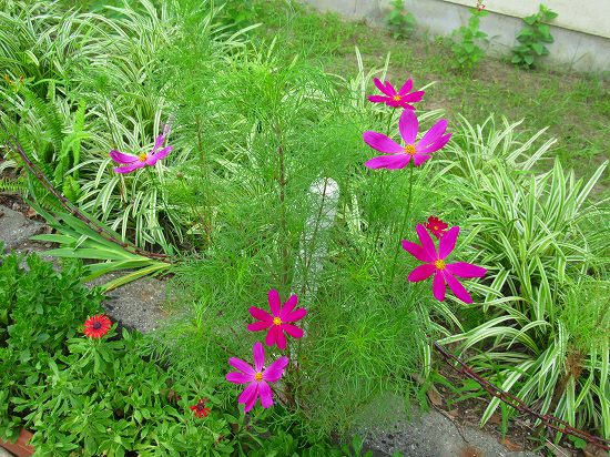 抜いても抜いても生えてくる雑草 花好きおばあさんの 園芸ボランティア日記