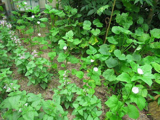 緑鮮やかなお花たち O 花好きおばあさんの 園芸ボランティア日記 緑鮮やかなお花たち O 花好きおばあさんの 園芸ボランティア日記