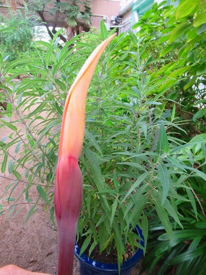 里芋の花ってご存じですか 花好きおばあさんの 園芸ボランティア日記