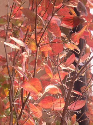 ¥Ï¥Ê¥ß¥º¥¤Î¹ÈÍÕ