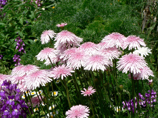 暖地桜桃 大失敗 花好きおばあさんの 園芸ボランティア日記