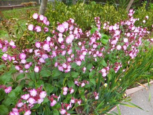 四種類のシレネが咲き始めました 花好きおばあさんの 園芸ボランティア日記
