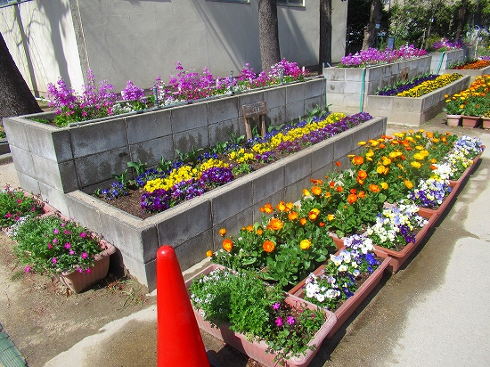 草抜き後の花壇とプランター見てね O 花好きおばあさんの 園芸ボランティア日記 草抜き後の花壇とプランター見てね O 花好きおばあさんの 園芸ボランティア日記