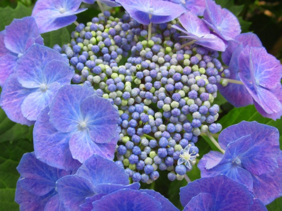 紫陽花の真花 装飾花 苗の植え付け 花好きおばあさんの 園芸ボランティア日記