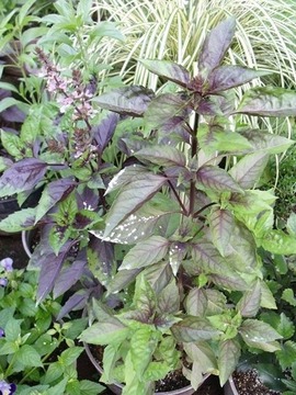 2012-07-11_2811_R