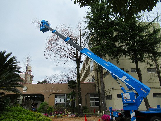 学校の 大きくなりすぎた樹木の剪定 花好きおばあさんの 園芸ボランティア日記 学校の 大きくなりすぎた樹木の剪定 花好きおばあさんの 園芸ボランティア日記
